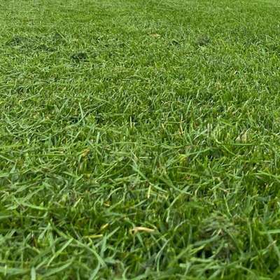 Turfgrass management: mowing height and root development